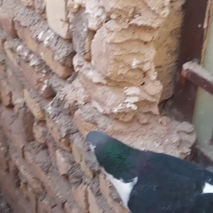 ساده‌نر|پرنده|سلامی, |دیوار