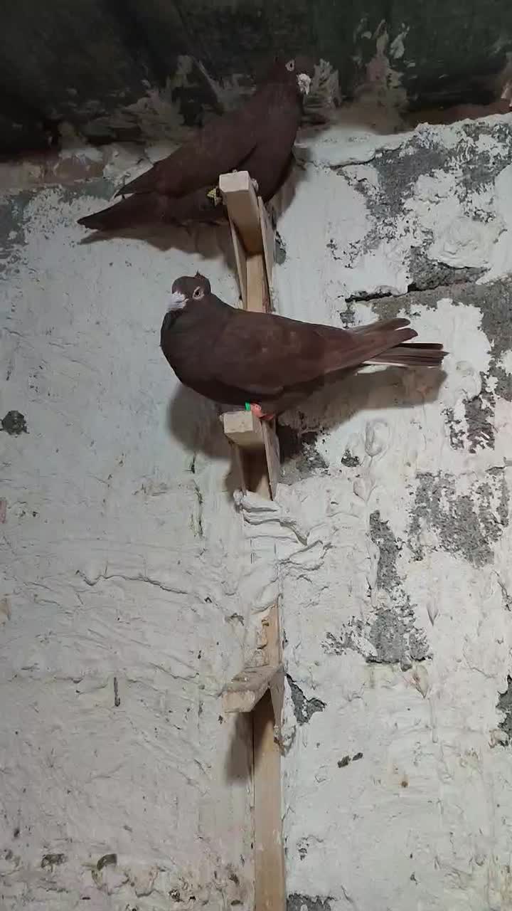 سرخ|پرنده|کوهمره, |دیوار