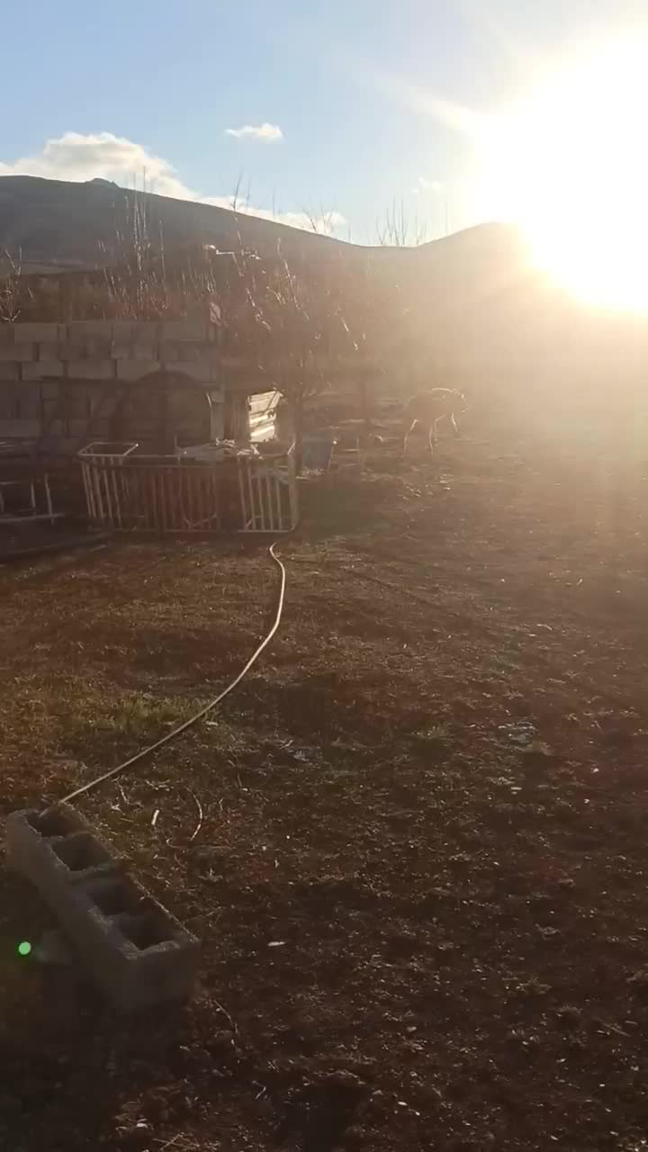 سگ سرابی نر|سگ|سقز, |دیوار