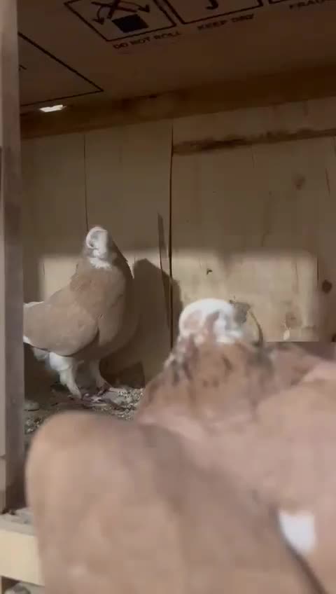 کفتر شازده زرد|پرنده|تهران, پونک|دیوار