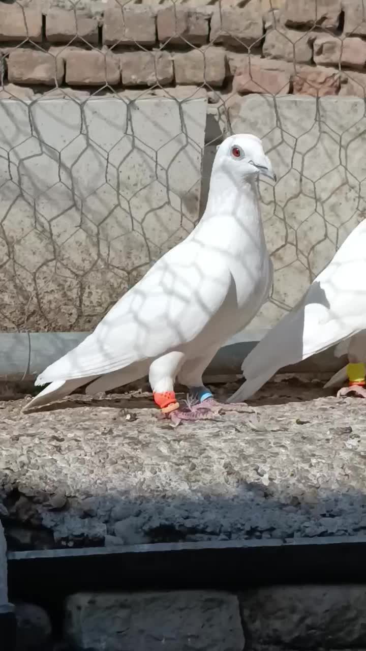 کبوتر عالی|پرنده|ملک‌آباد, |دیوار