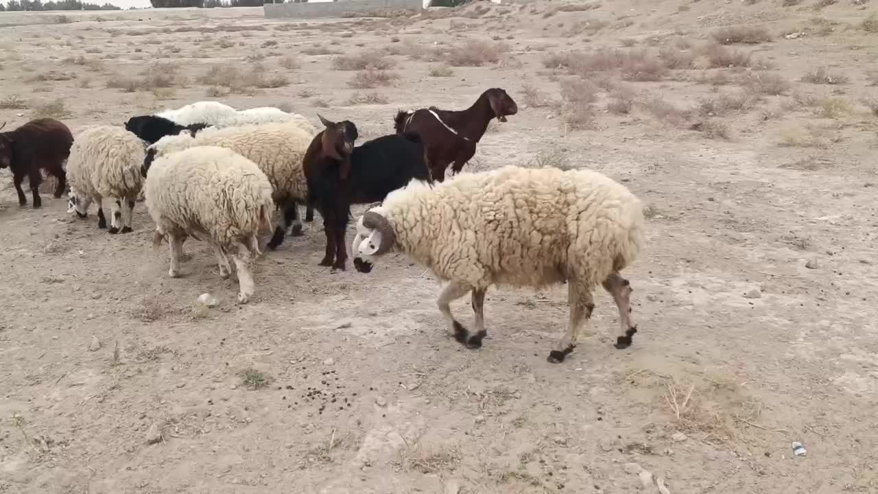 بره و بزغاله|حیوانات مزرعه|زابل, |دیوار