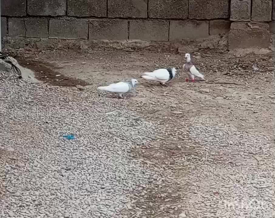 کبوتر|پرنده|گتوند, |دیوار