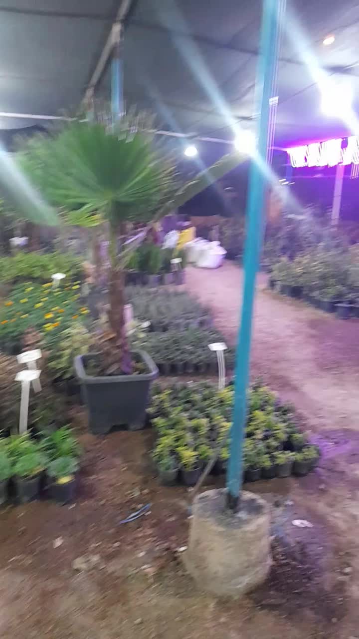 گل وگیاه اپارتمانی وباغچه ای|گل و گیاه طبیعی|اهواز, کوی ملی راه|دیوار