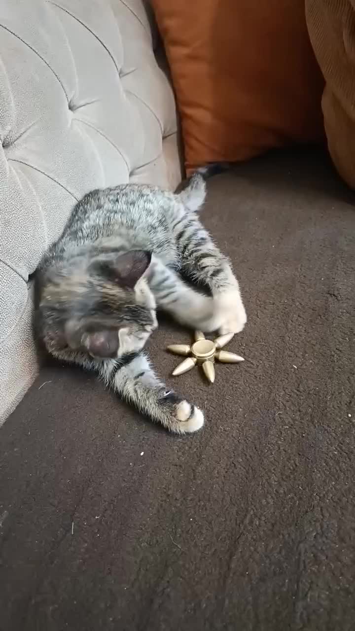 واگزاری رایگان بچه گربه|گربه|تهران, سلیمانی|دیوار