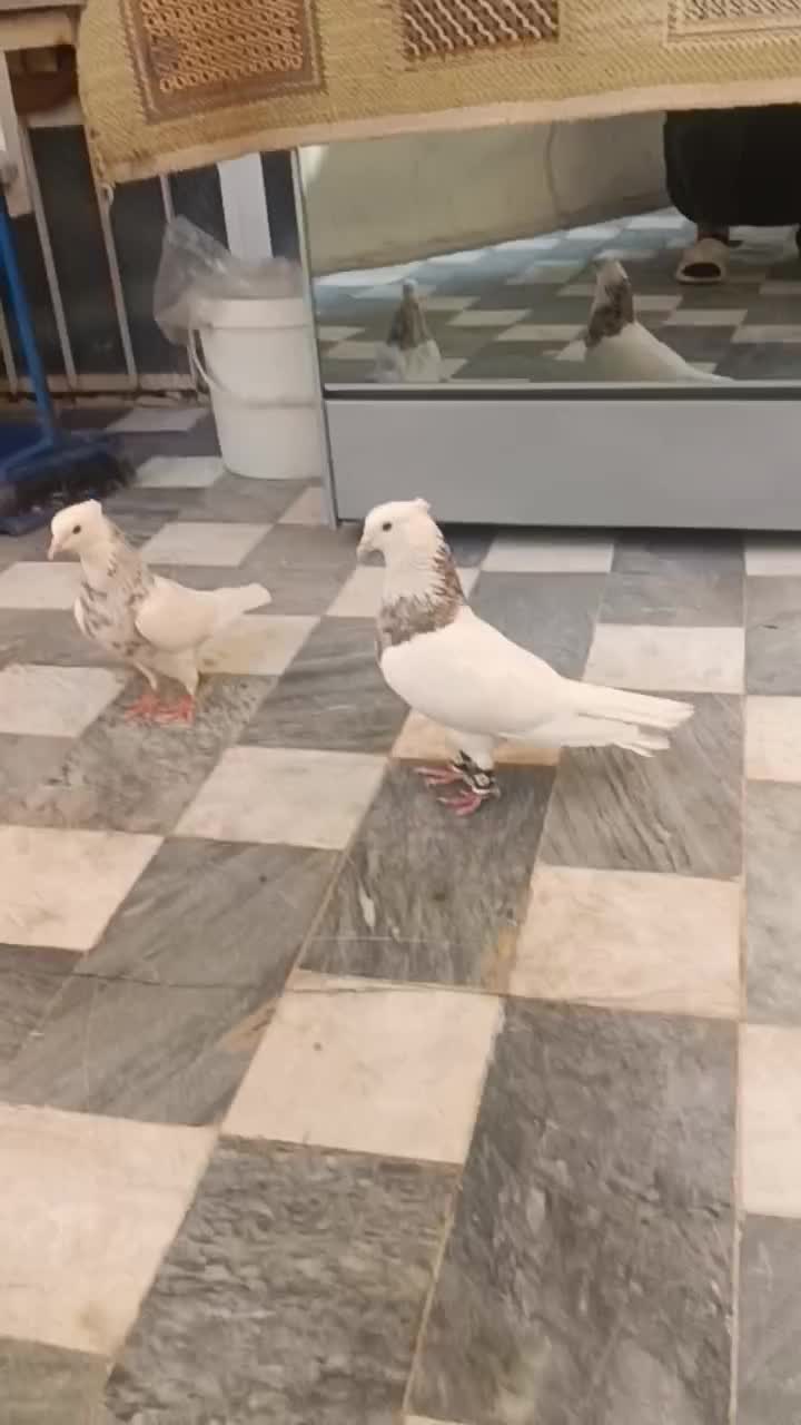 طوقی الماسی شکلاتی|پرنده|قم, انسجام|دیوار