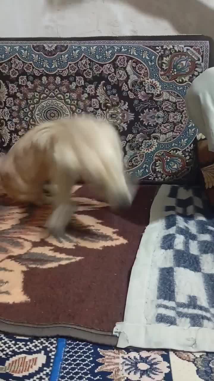 سگ پاپی|سگ|جهرم, |دیوار