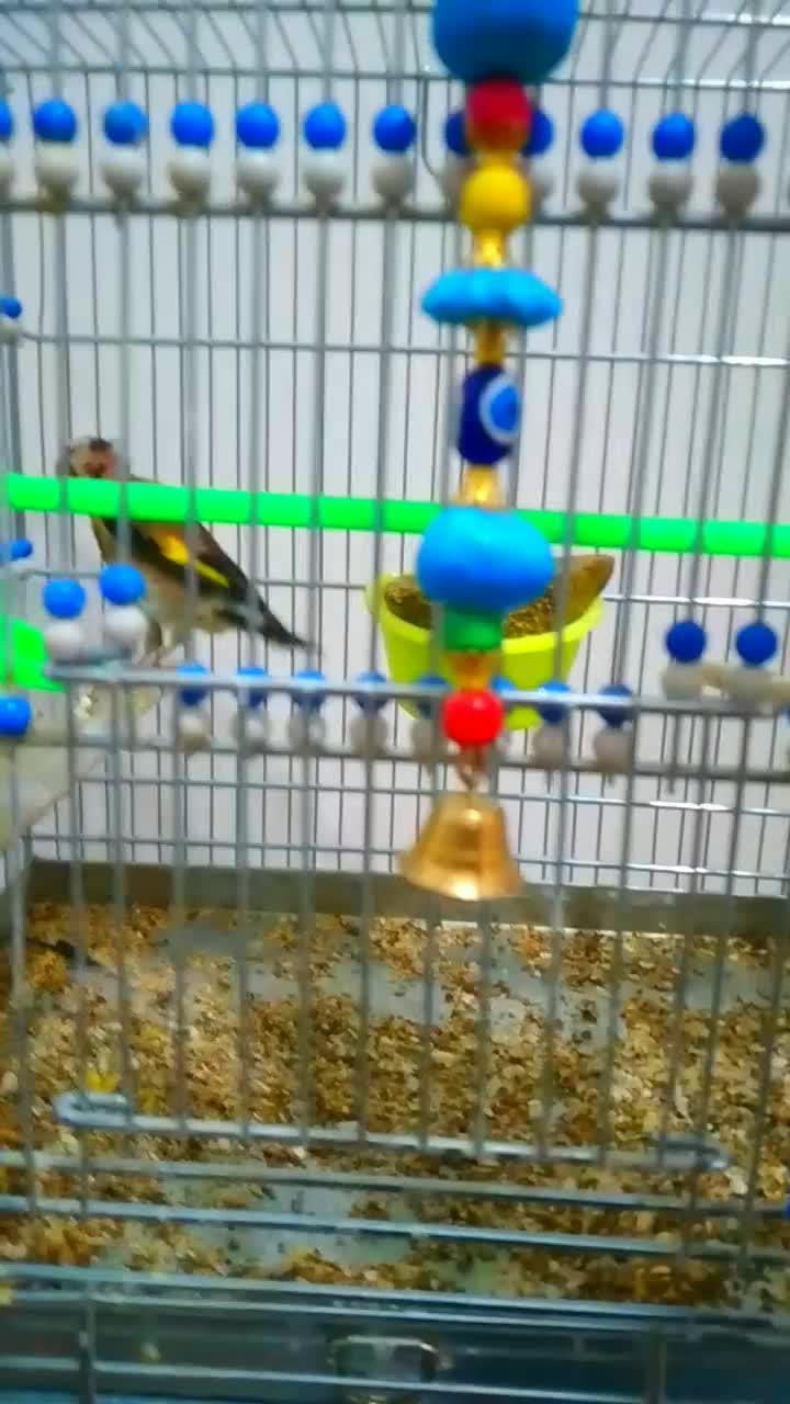 سهره چهار گل|پرنده|مشهد, کوی دروی|دیوار