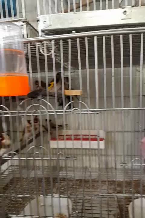 سهره نر|پرنده|ایذه, |دیوار