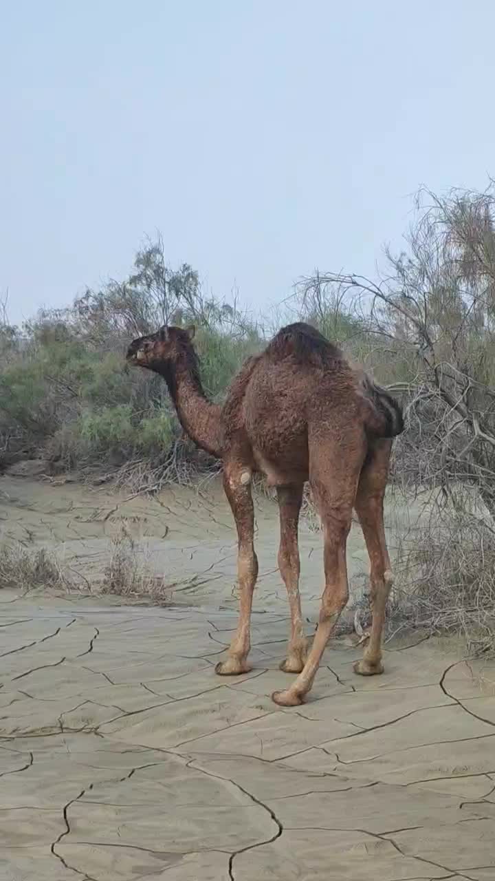 شتر نر|حیوانات مزرعه|میناب, |دیوار