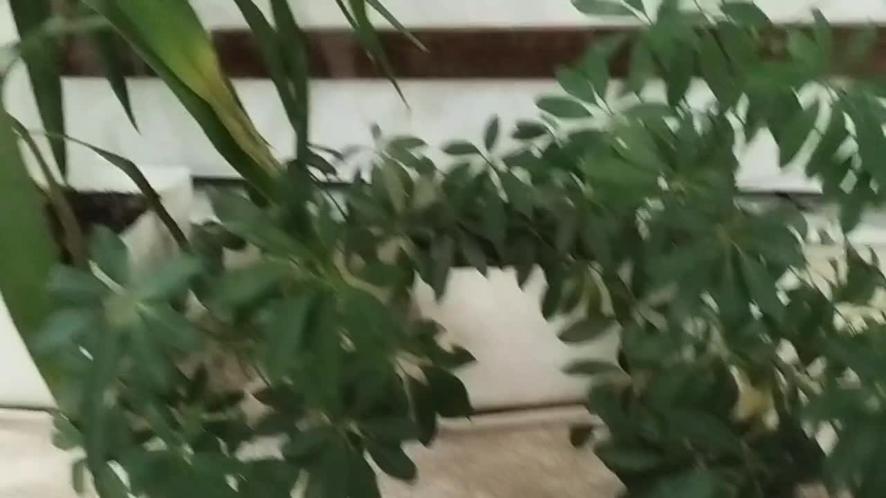 گل طبیعی|گل و گیاه طبیعی|یاسوج, |دیوار