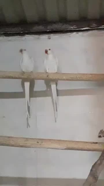 جفت طوطی ملنگو سفیدمولد|پرنده|بندرعباس, |دیوار