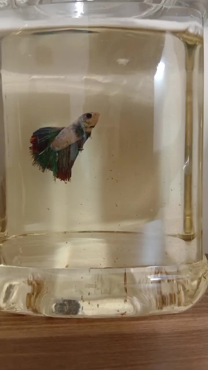 فایتر نر|ماهی|قم, باجک یک|دیوار