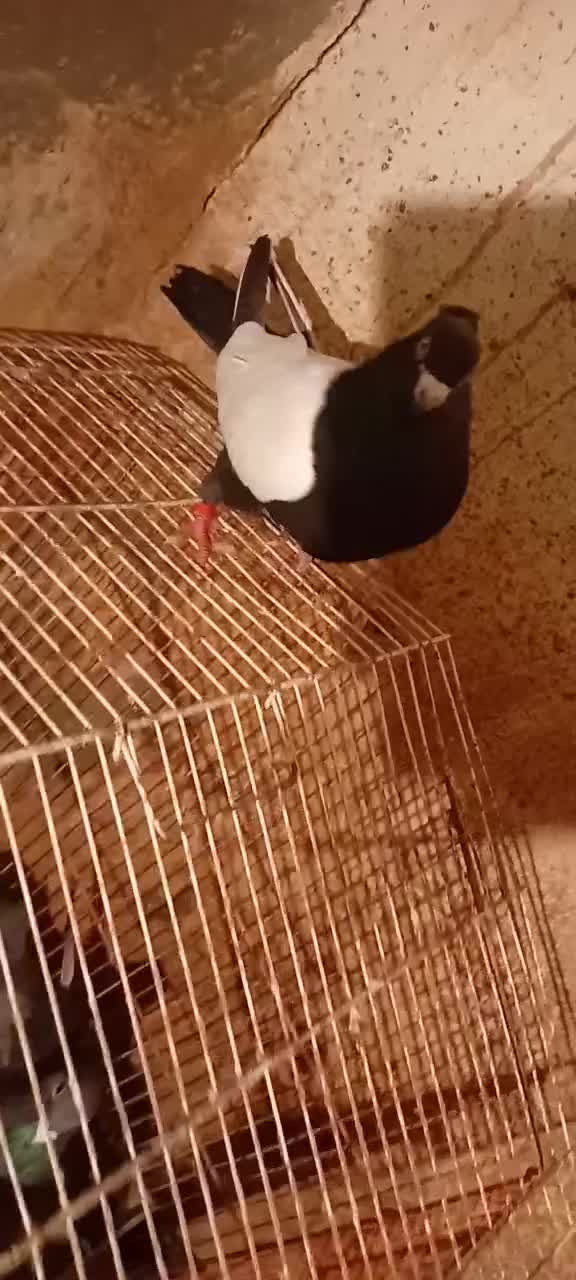 کبوتر|پرنده|یامچی, |دیوار