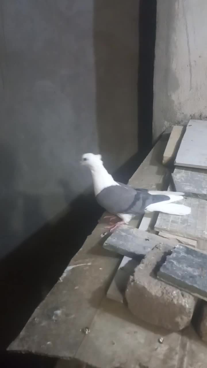 ماده شونی خوشونه اصیل|پرنده|خرم‌آباد, |دیوار