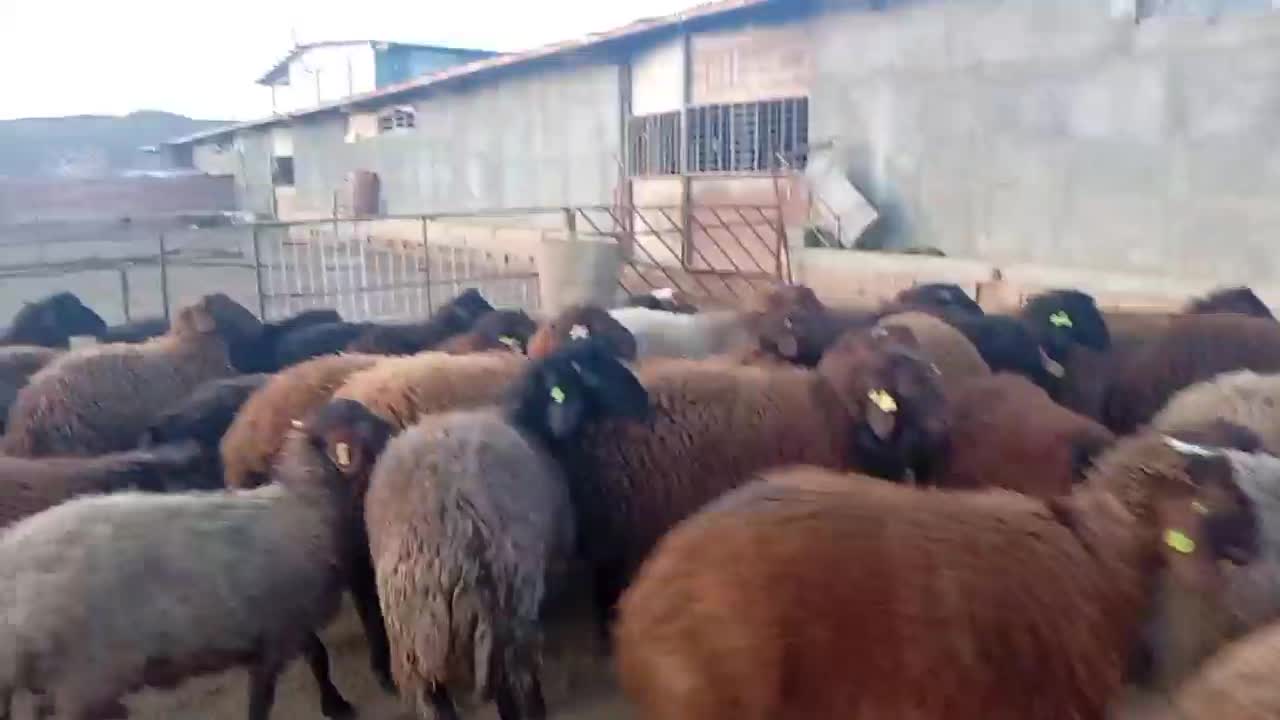 بره و قوچ همو|حیوانات مزرعه|راز وجرگلان, |دیوار