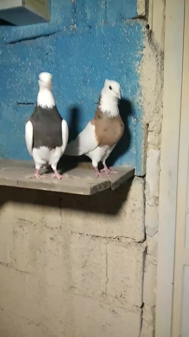 جفت طوقی درجه یک|پرنده|آبپخش, |دیوار