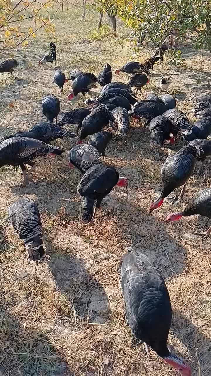 فروش بوقلمون ۶ ماهه|حیوانات مزرعه|سیه رود, |دیوار