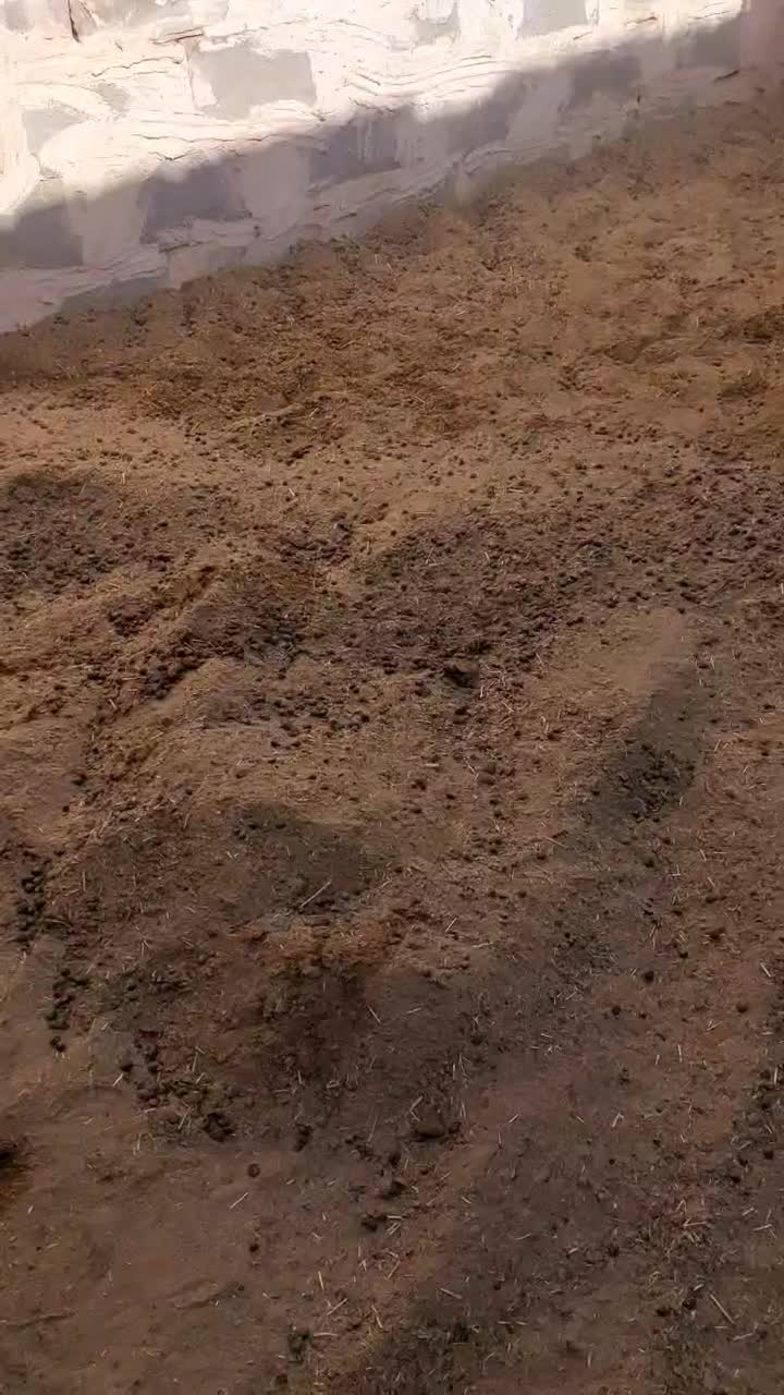 کودگوسفندی|گل و گیاه طبیعی|بافق, |دیوار