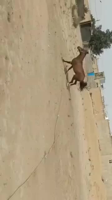 اسب دره شور در خرامه|اسب و تجهیزات اسب‌سواری|شیراز, پودنک|دیوار