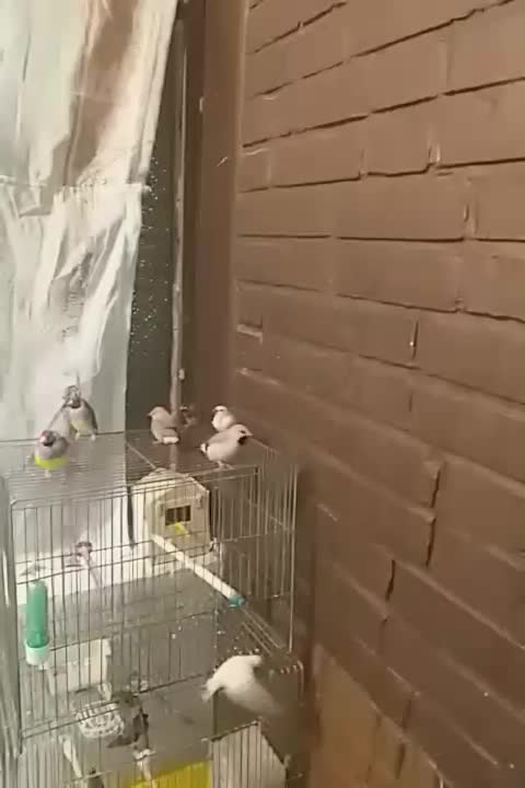 فنج|پرنده|تهران, پیکان شهر|دیوار