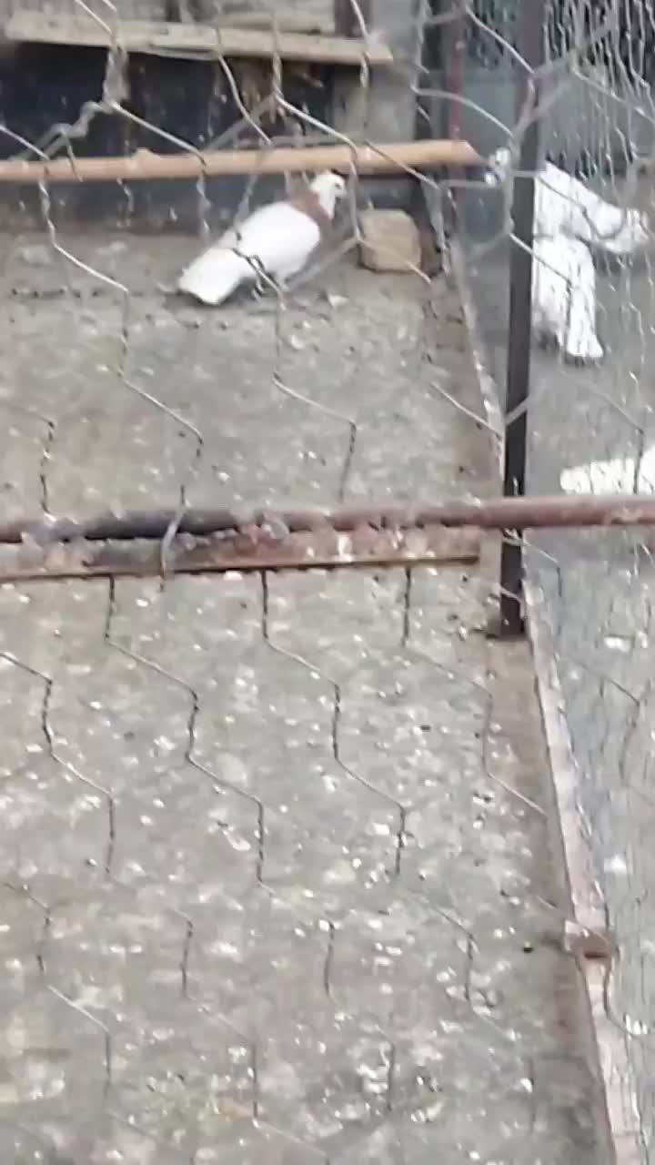 طوقی زرد خال سیاه وخرمای|پرنده|بهار, |دیوار