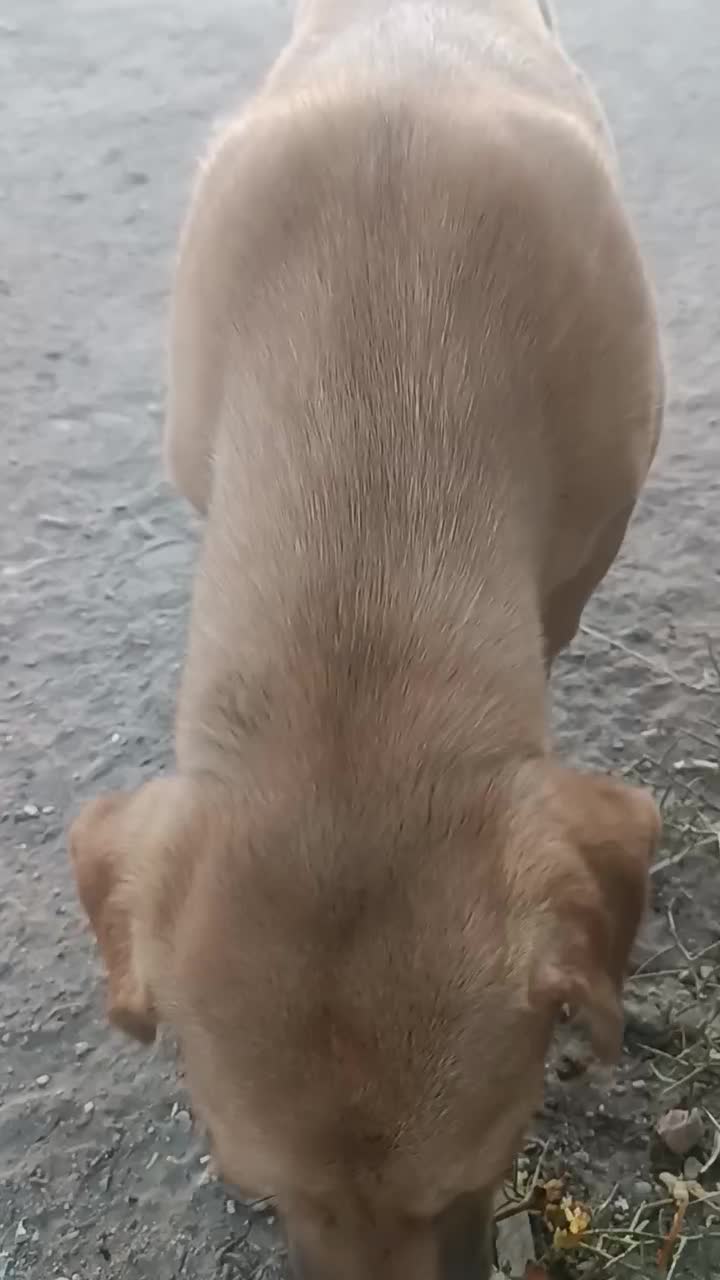 سگ پا کوتاه|سگ|مشهد, شهرک مهر آباد|دیوار