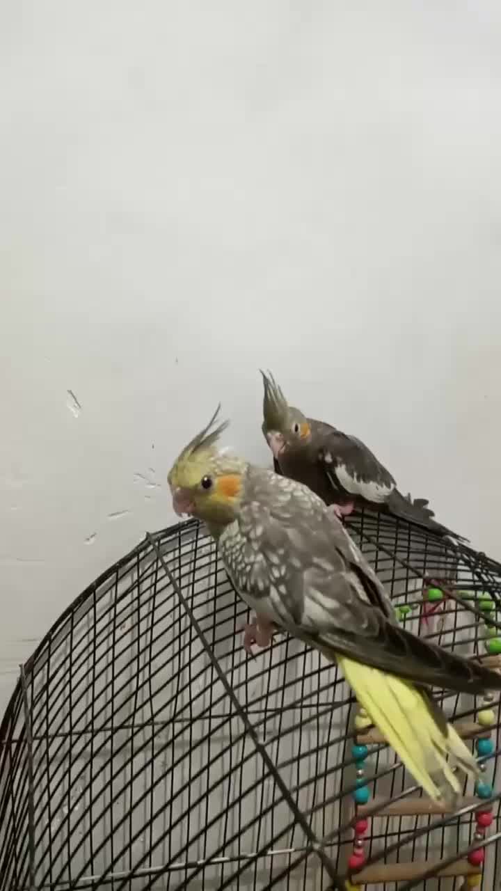 2عددجوجه عروس هلندی ۷۰روزه سرلاکی|پرنده|صفادشت, |دیوار