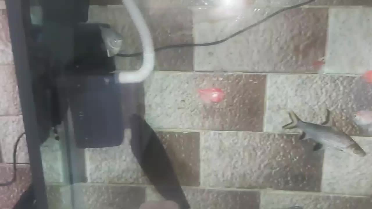 اکواریم با ماهی|ماهی|یزد, |دیوار