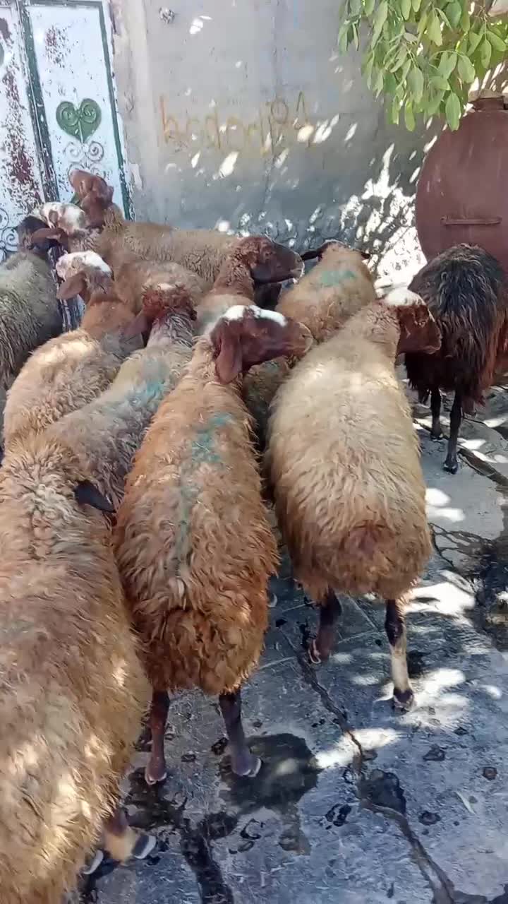 گوسفند شیره دار|حیوانات مزرعه|بلبان آباد, |دیوار