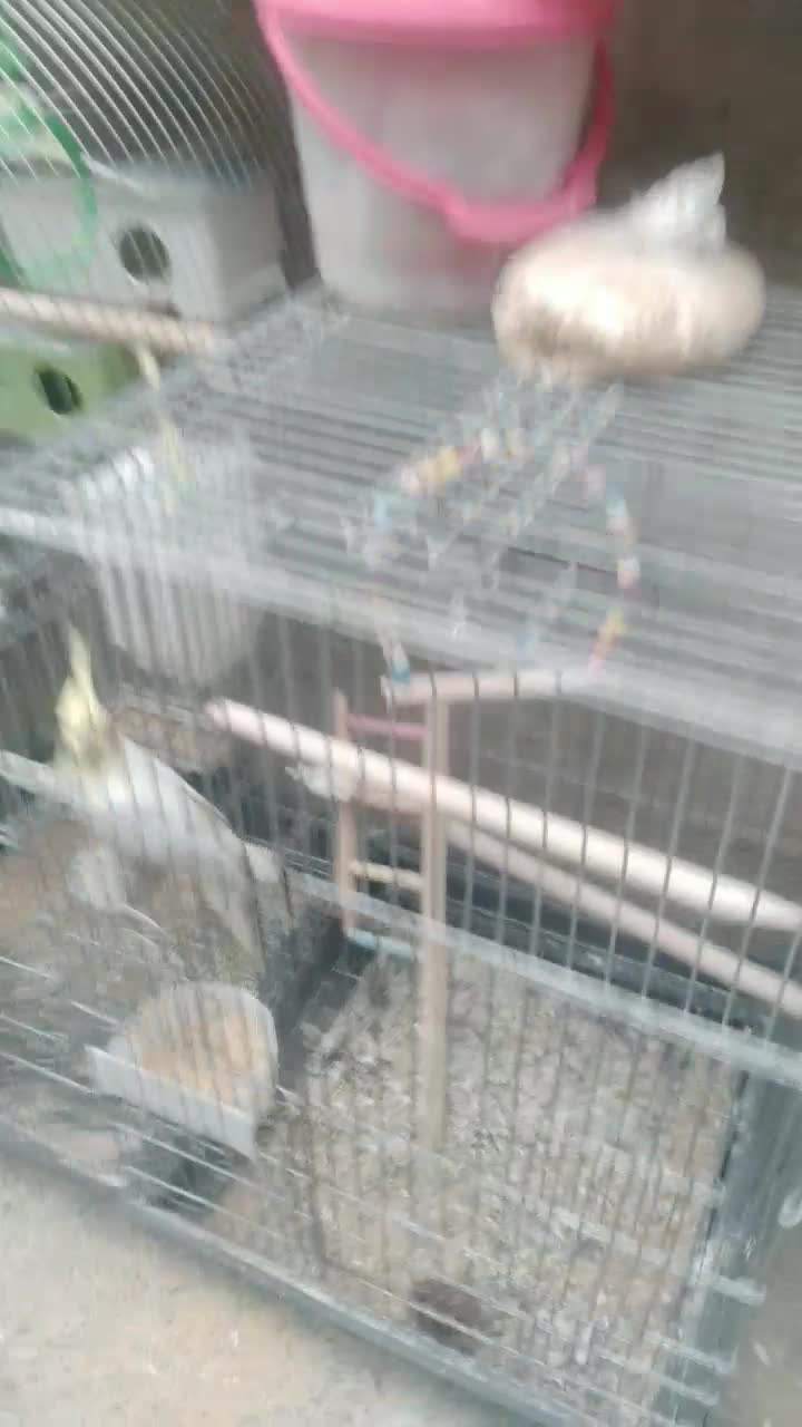 عروس هلندی دستی و رام|پرنده|شاهین دژ, |دیوار