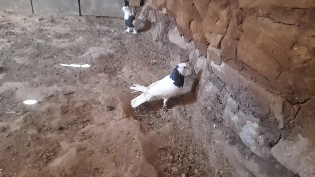 طوقی|پرنده|مشهد, کارگران|دیوار