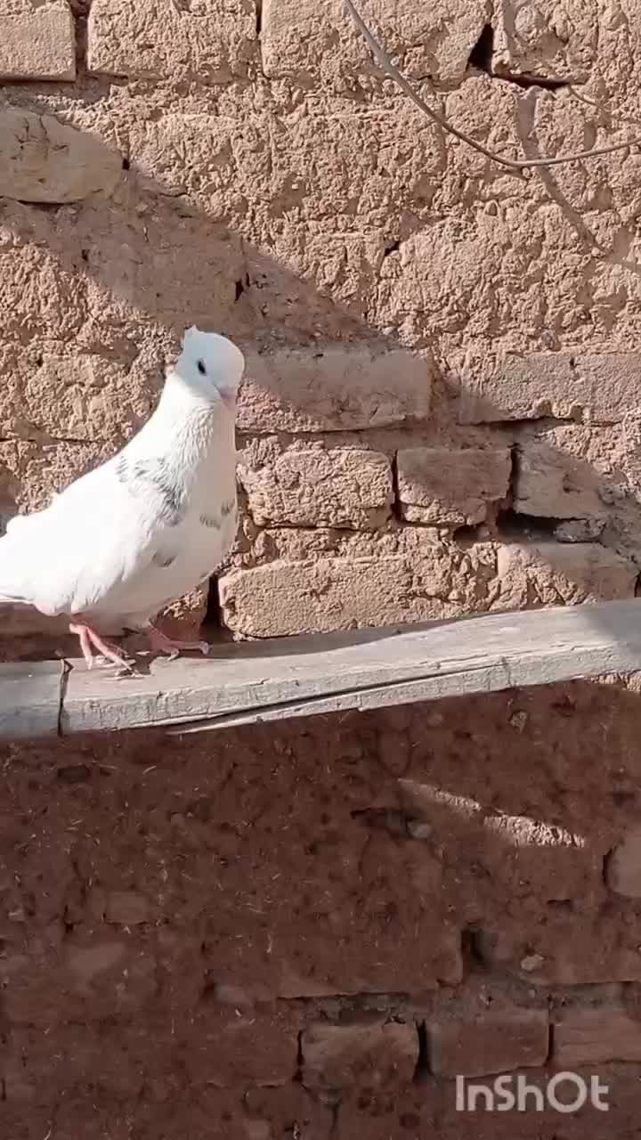 طوقی|پرنده|مهربان, |دیوار