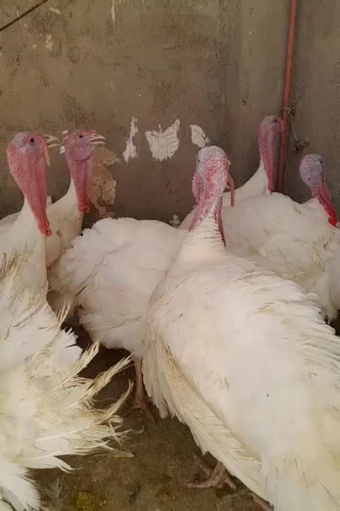 بوقلمون گوشتی ۱۵کیلو تا ۲۰|حیوانات مزرعه|نیشابور, خط کاشمر|دیوار