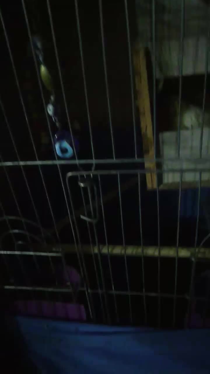 عروس هلندی سه جفت یک جفت با سه تخم|پرنده|تهران, شهرک طالقانی|دیوار