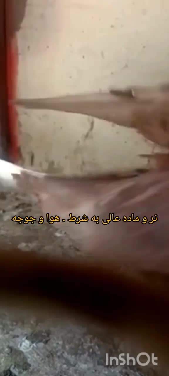 سه جفت سبز و سفید سرخ|پرنده|کاشمر, |دیوار