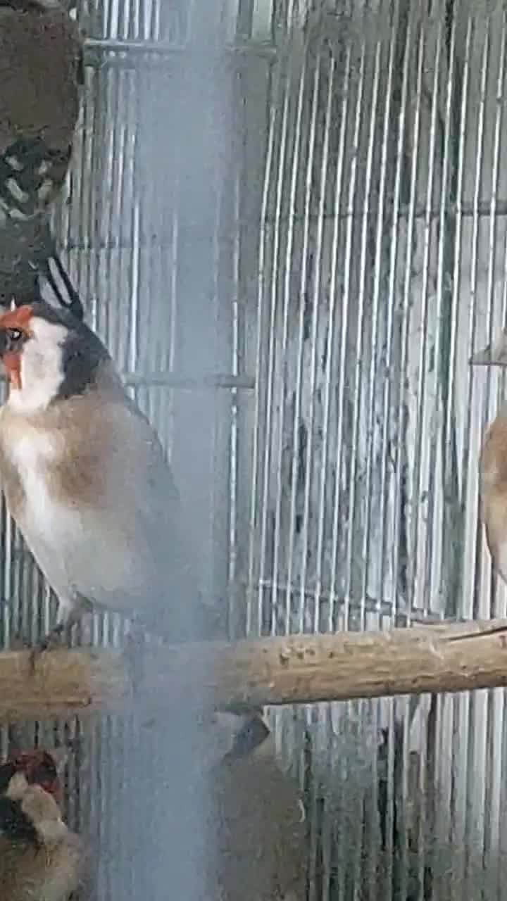 سهره سهره|پرنده|تبریز, |دیوار