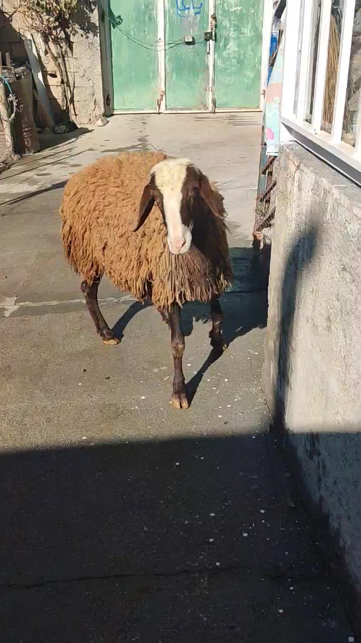 شیشک قوچ همو درجه یک|حیوانات مزرعه|هرسین, |دیوار