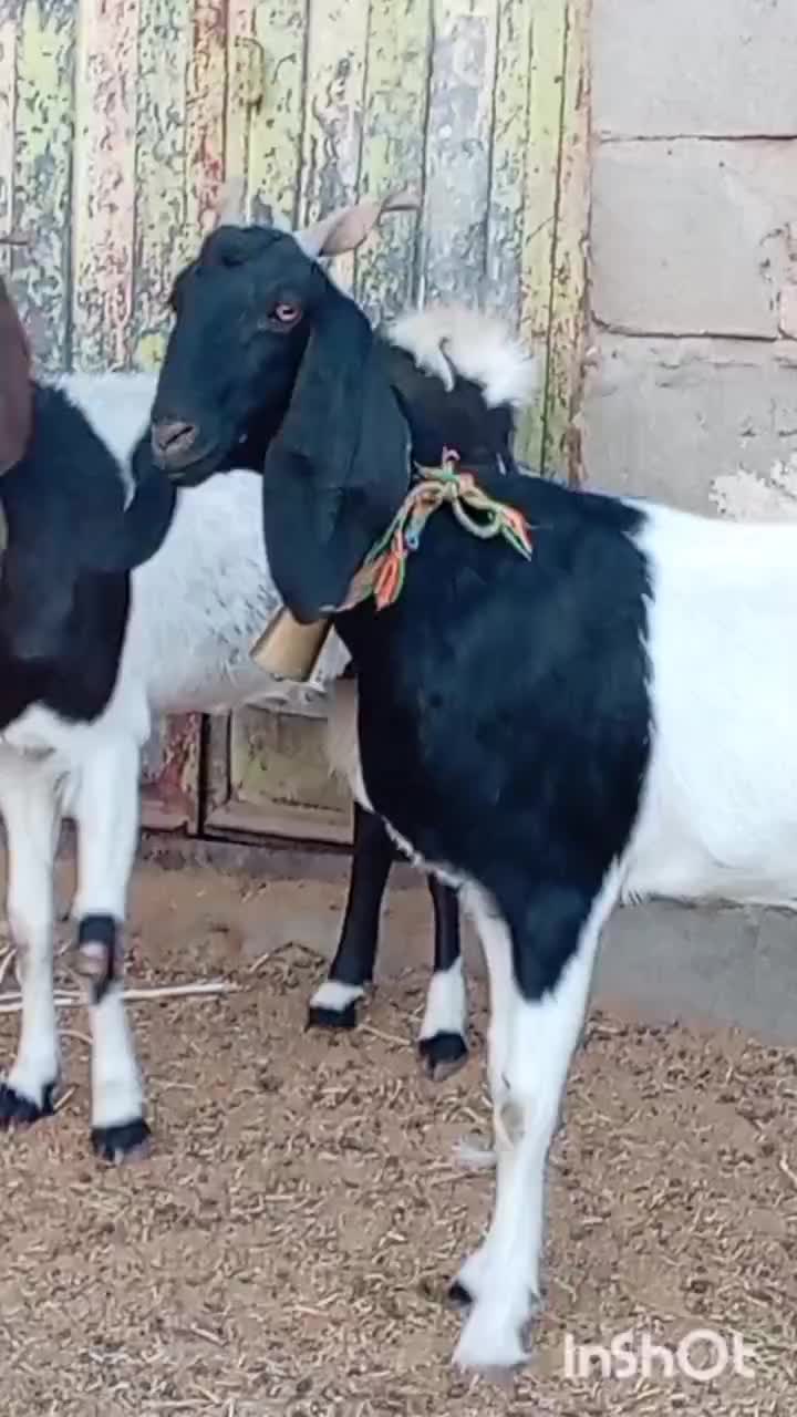 فروش 2راس شاه بز پاکستانی|حیوانات مزرعه|بردسکن, |دیوار