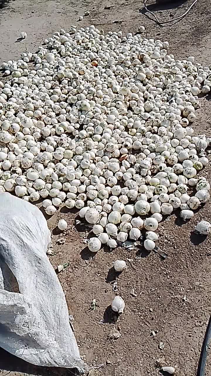 پیاز تازه|خوردنی و آشامیدنی|ایواوغلی, |دیوار