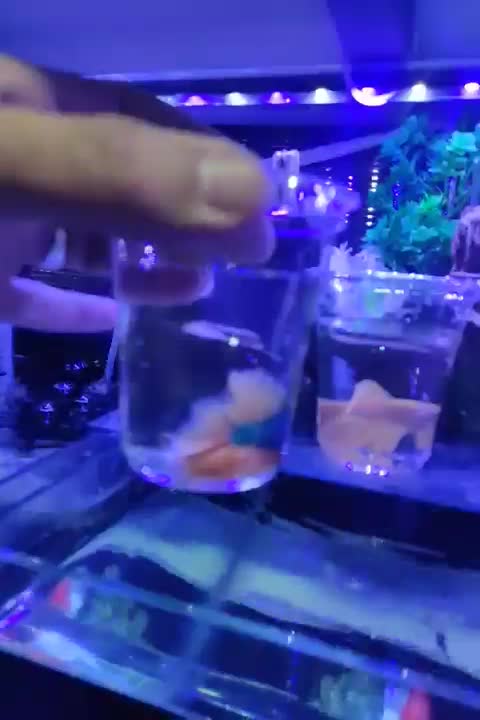 ماهی و آکواریوم|ماهی|ارومیه, |دیوار