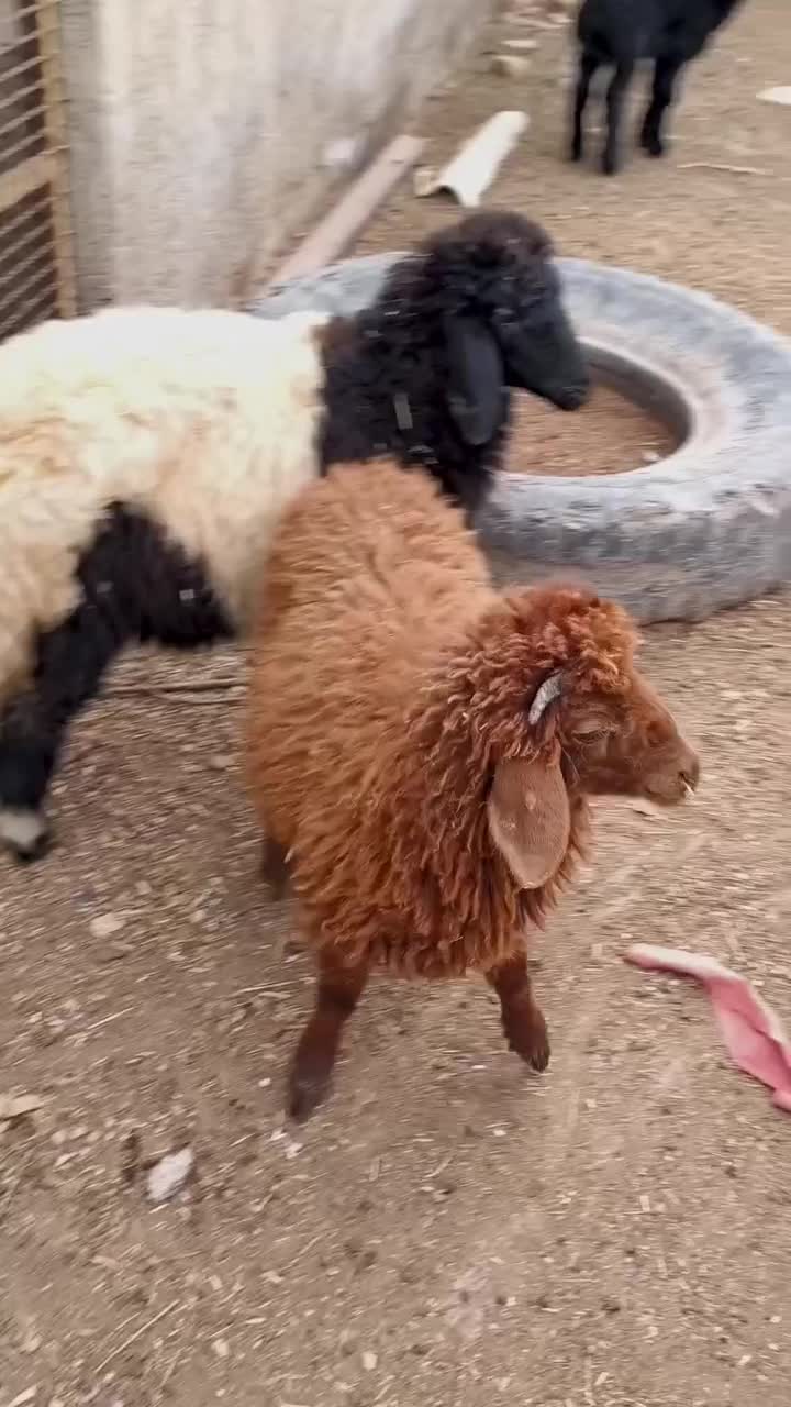 دوعدد بره نر و ماده درجه یک|حیوانات مزرعه|اهواز, منازل کارون|دیوار