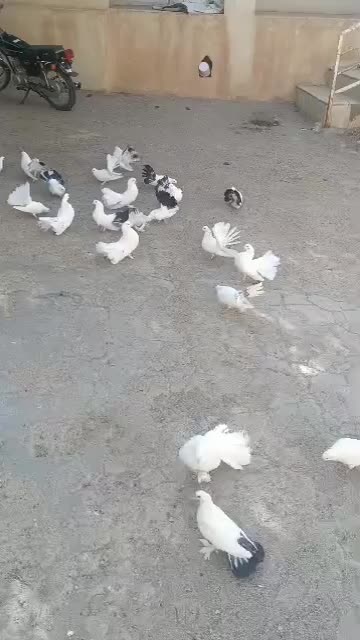 کبوتر دم چتری گردن لرزون|پرنده|میانه, |دیوار