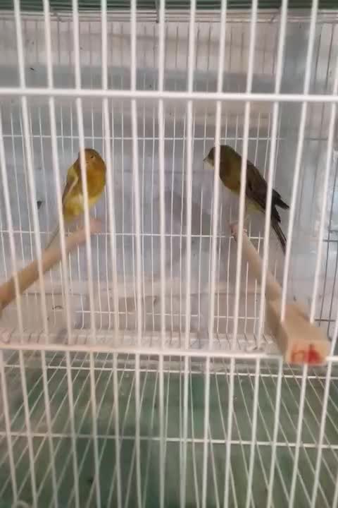 قناری درشت سوپری رسمی بلند|پرنده|مشهد, ایثارگران|دیوار