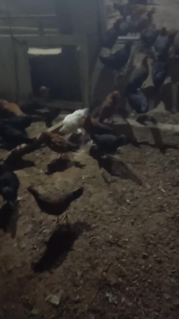 باسلام فروش جوجه مرغ کرمانشاهی به فروش میرسد|حیوانات مزرعه|اردکان, |دیوار