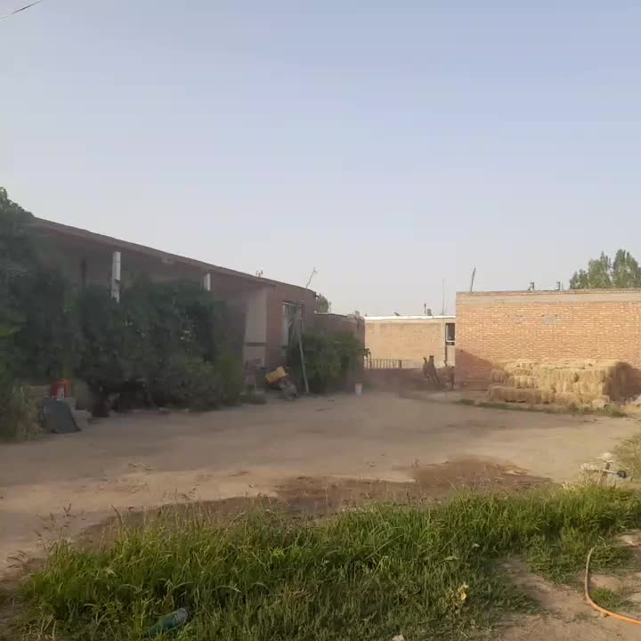 یک عدد نریان ۲۰ ماهه|اسب و تجهیزات اسب‌سواری|میاندوآب, |دیوار