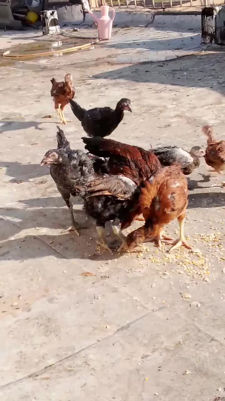 جوجه لاری دوماهه سه ماهه سه دانگ تا ۴دانگ|حیوانات مزرعه|سمنان, |دیوار