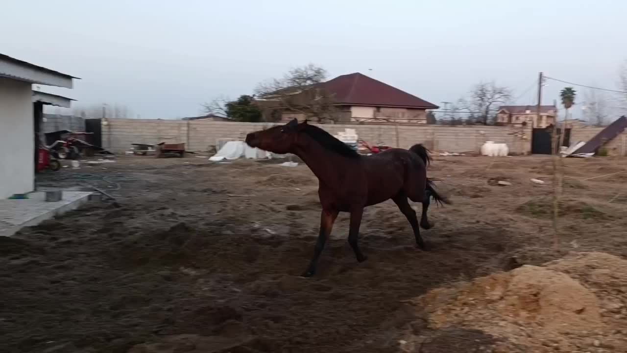 اسب عرب شناسنامه دار|اسب و تجهیزات اسبسواری|لشت نشا, |دیوار