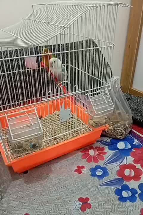 عروس هلندی و طوطی|پرنده|شهریار, شهرک بهاران (ویره)|دیوار