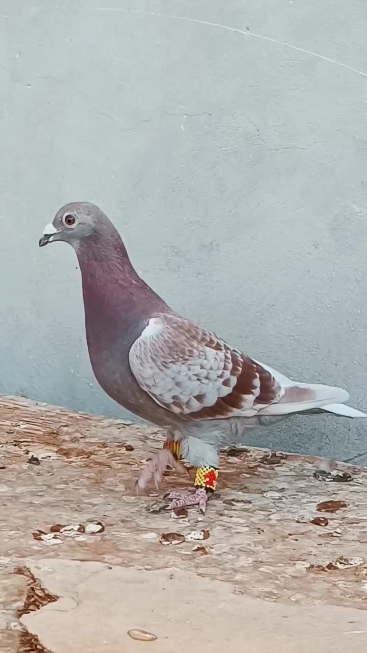 غوره پولکی ماده|پرنده|داراب, |دیوار